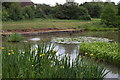 Pond in Langdon Nature Reserve