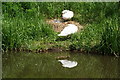 Nesting swans by the Staffordshire and Worcestershire Canal