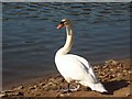 Mute Swan at Damflask Reservoir