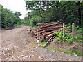 TR1159 : Wood pile in Church Wood by Oast House Archive