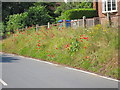 Poppies by The Street