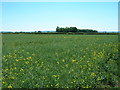 Farmland near Sandlands House Farm