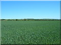 Farmland off Upper Carr Lane