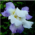 SO6424 : Blue iris after rain by Jonathan Billinger