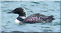 NB4832 : Great Northern Diver (Gavia immer) by Anne Burgess