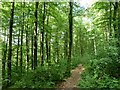 Footpath in West Wood