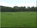 Grazing lands near Carse of Cambus