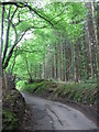 Lane through Coed y Gedrys