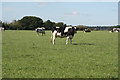 Barnby Moor cattle