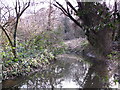 Pond in Darrick Wood (3)