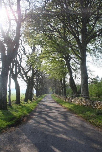 Road by Tillymannoch The tree lined road leading to the B977 with Tillymannoch Wood on the right.