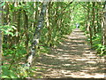 Woodland Path by Pirbright Common