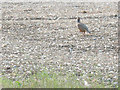 Red legged partridge