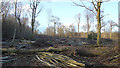 TL8727 : Clearing the woodland, Chalkney Wood by Roger Jones