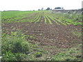 Sugar beet on Caythorpe Heath