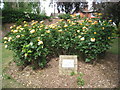 Rose Garden, North Lincolnshire Museum