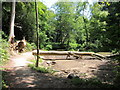 Fallen tree in Summerfields Woods