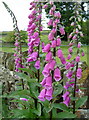 SK3170 : Foxgloves by the footpath, Wadshelf by Andrew Hill