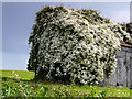 A splendid Clematis at Mains of Geanies