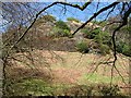 Crag above Jubilee Wood