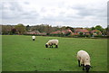 Sheep by the HWLT, Benenden