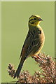 A male Yellowhammer struts its stuff in Morayshire