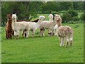 NT9503 : Alpacas at Wood Hall, Sharperton (2) by Oliver Dixon