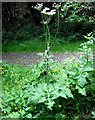 Common Hogweed