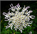 SJ9055 : Flowers of the Common Hogweed by Jonathan Kington