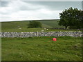 SK1280 : Dry stone walls, sheep, trees and a red plastic bucket by Peter Barr