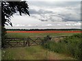 Poppy field near Burntwood Hall