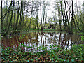 TL9336 : Pond in Spouse's Grove by Roger Jones