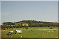 Land Rover in a field of sheep at Bogside, near Forfar