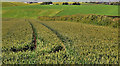 Barley field, Newtownards