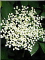 Elder flower near Fovant