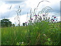 Knapweed near Fovant Hut