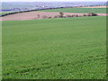 Arable fields near Tweedmouth