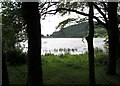 View through the trees at the northern end of Lough Money