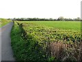 Wide hedge