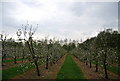 TQ9345 : Apple blossom by N Chadwick