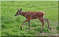 TQ3643 : Fallow Deer Fawn at the British Wildlife Centre by Peter Trimming