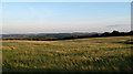 Barley field near Ravensworth Grange