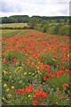 Field Below Sherburn Brow