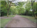 A wide tree lined path in Norfolk Park