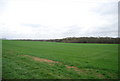 Wheat field near New Buildings Farm