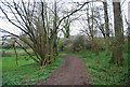 Bridleway in the woods