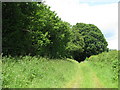 Grassy track from Bellows Cross