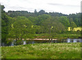 Umbellifer meadow south of the River Dee