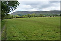 A field of cows near Clitheroe