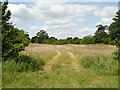 Footpath at Butts Green